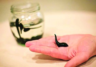 Sülük Tedavisinin Faydaları Nelerdir?